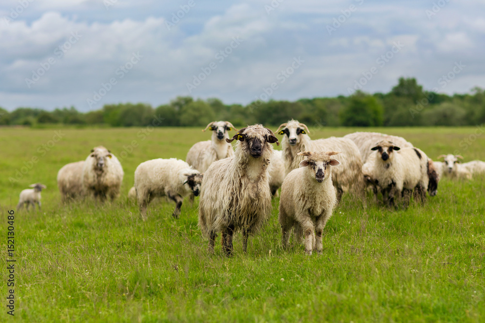 Sheep - Pastoral scene (landscape)