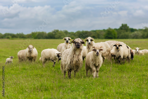 Sheep - Pastoral scene (landscape)