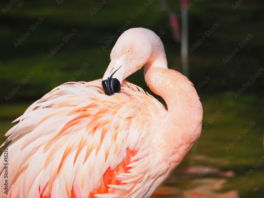 Fototapeta premium Flamant rose du Chili