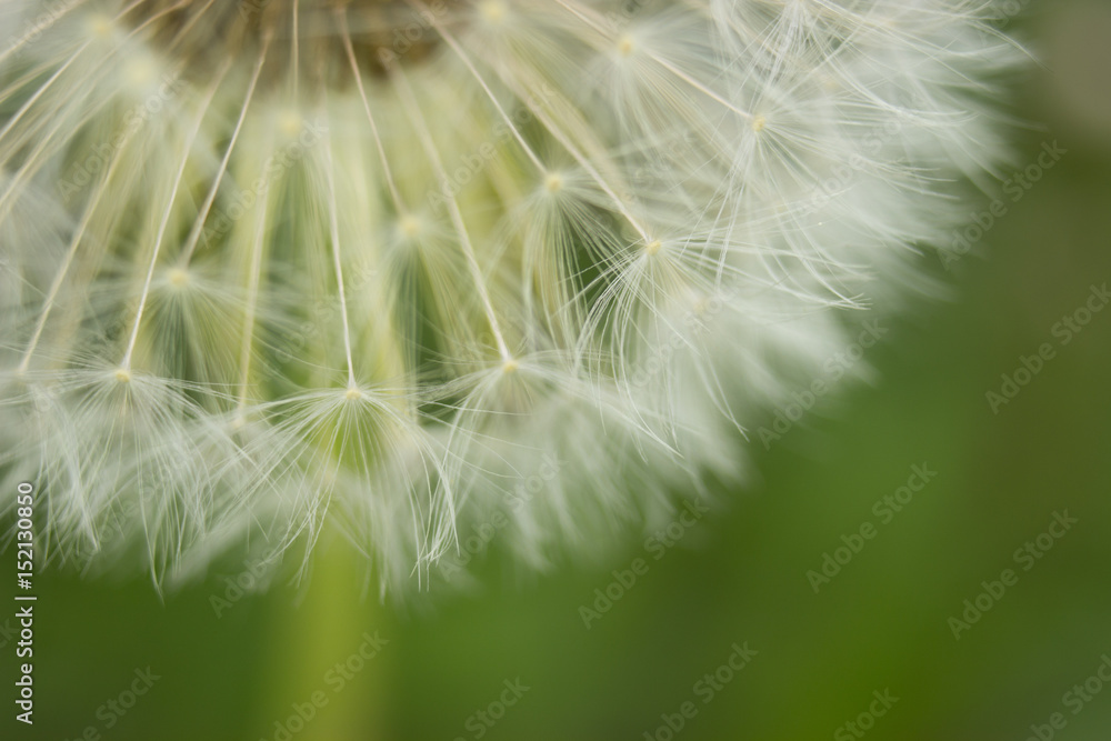 Fototapeta premium Blooming dandelion