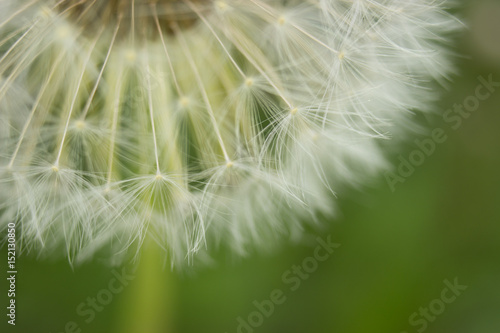 Blooming dandelion