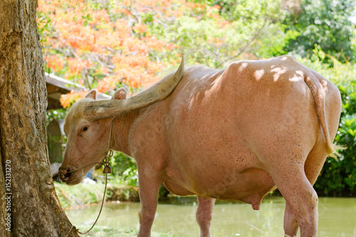 Asia buffalo at suphanburi thailand in white color. photo