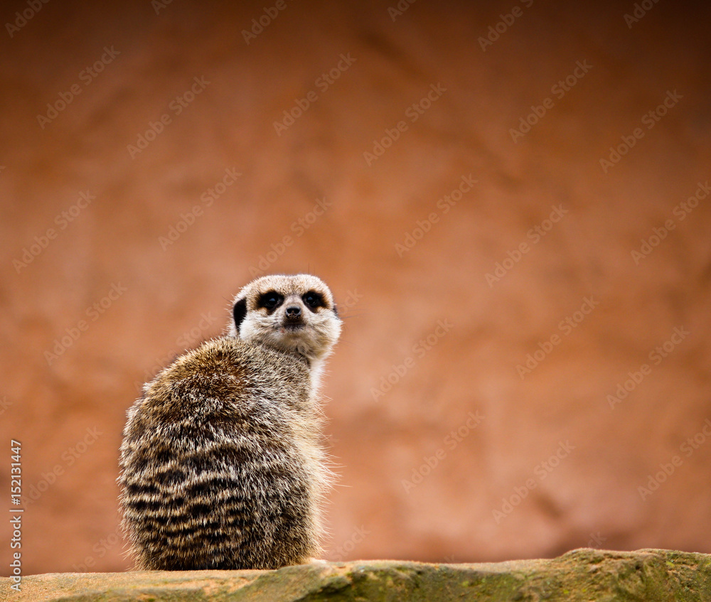 Fototapeta premium Meerkat sat on rock looking at the camera