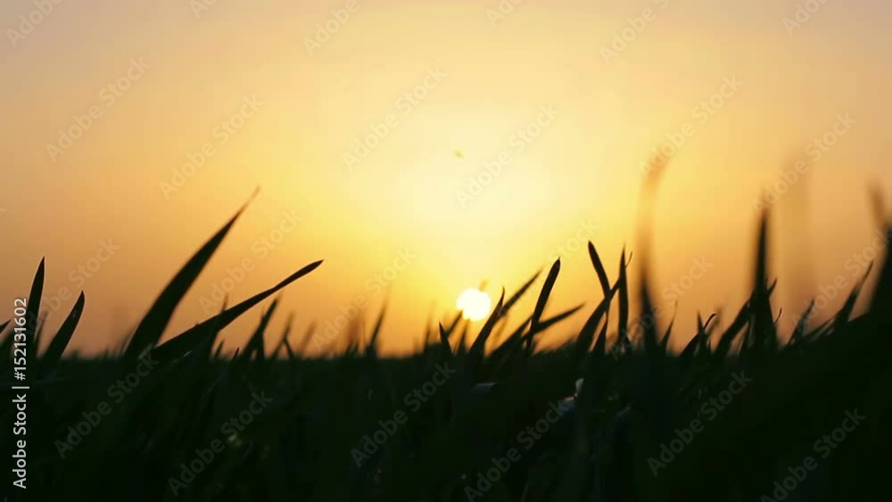 Silhouette of a wheat grass at sunset. Silhouette of a wheat grass at sunset.