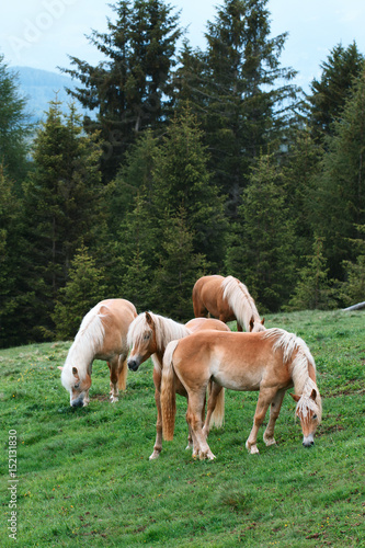 Brown horses eating grass in the forest