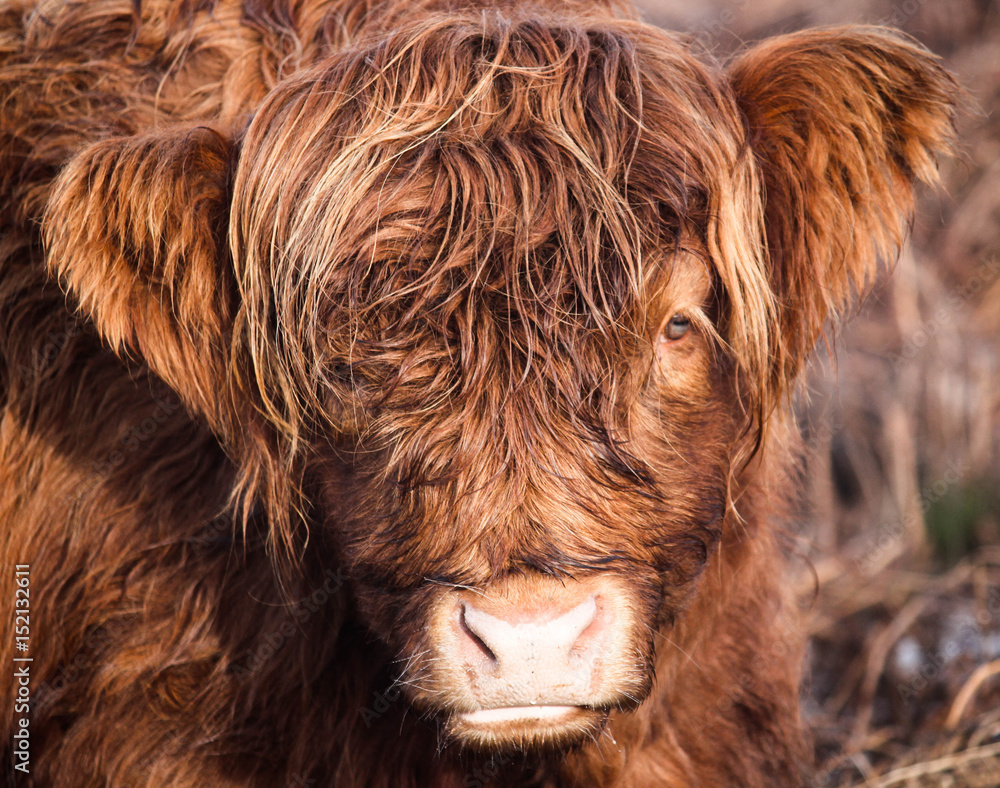 Highland cow portrait