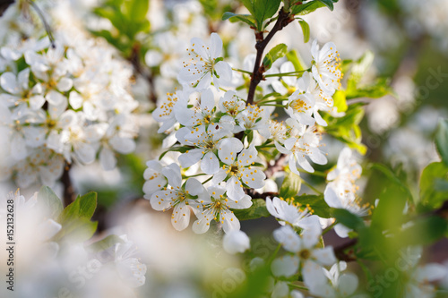Macro shot of blooming in spring flowers of plum tree