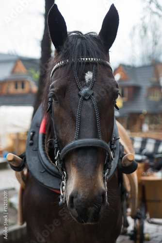 Horse in the village of Zakopane, Poland, Poland