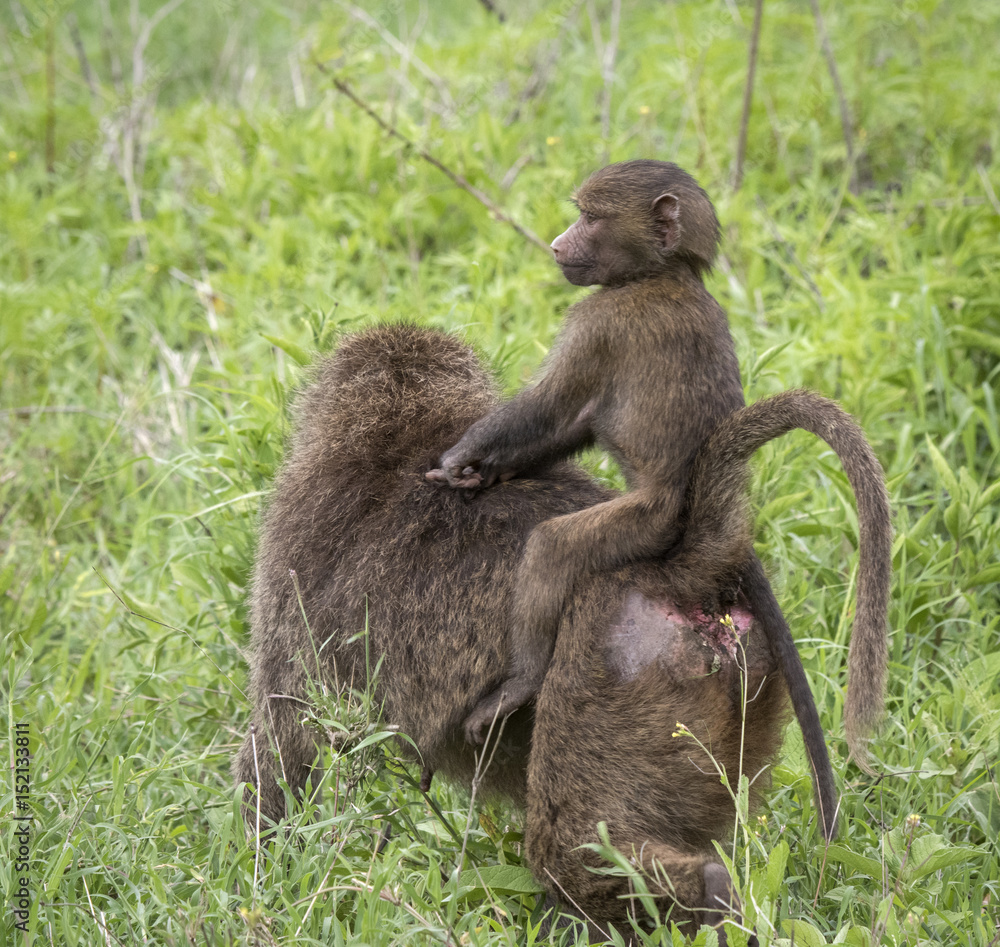 Obraz premium Baby Baboon Riding Mom