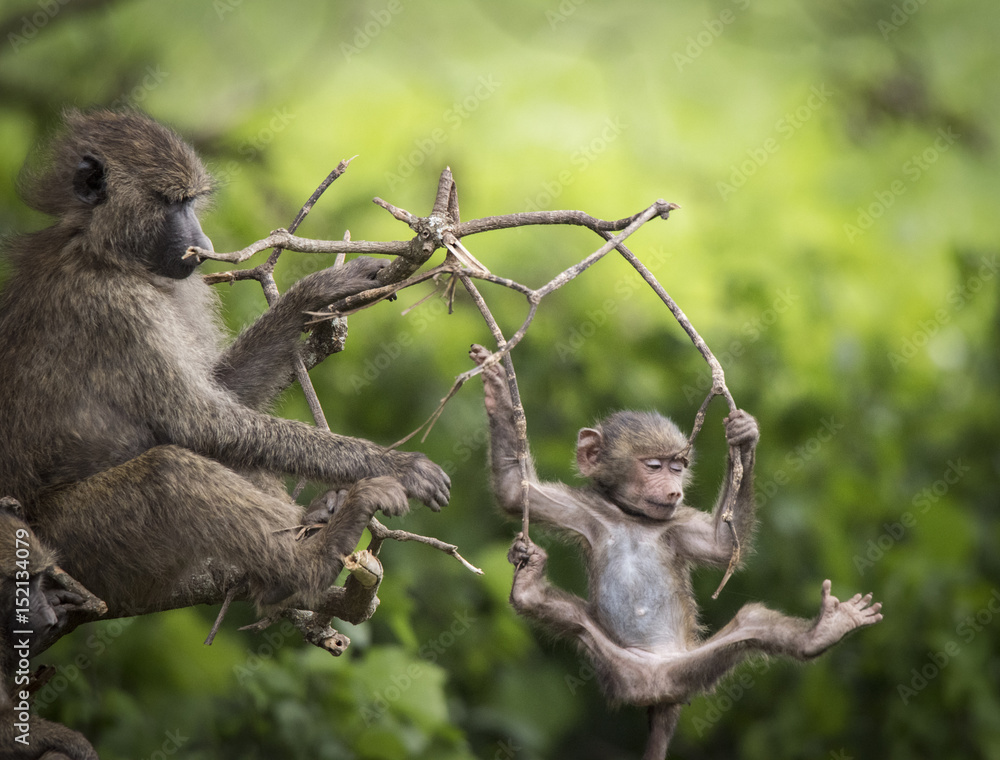 Naklejka premium Baby Baboon Fun
