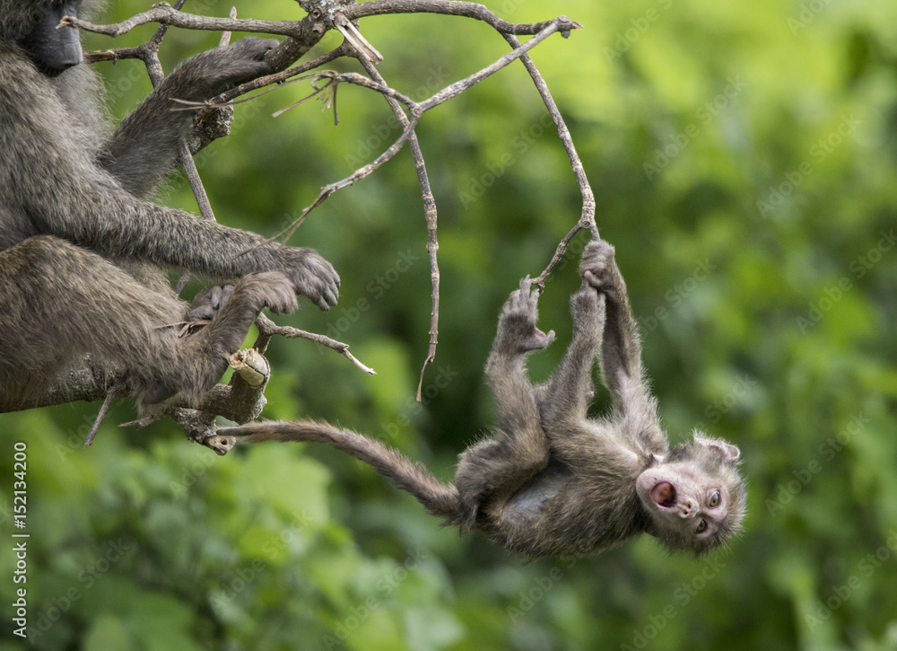 Fototapeta premium Baby Baboon Fun