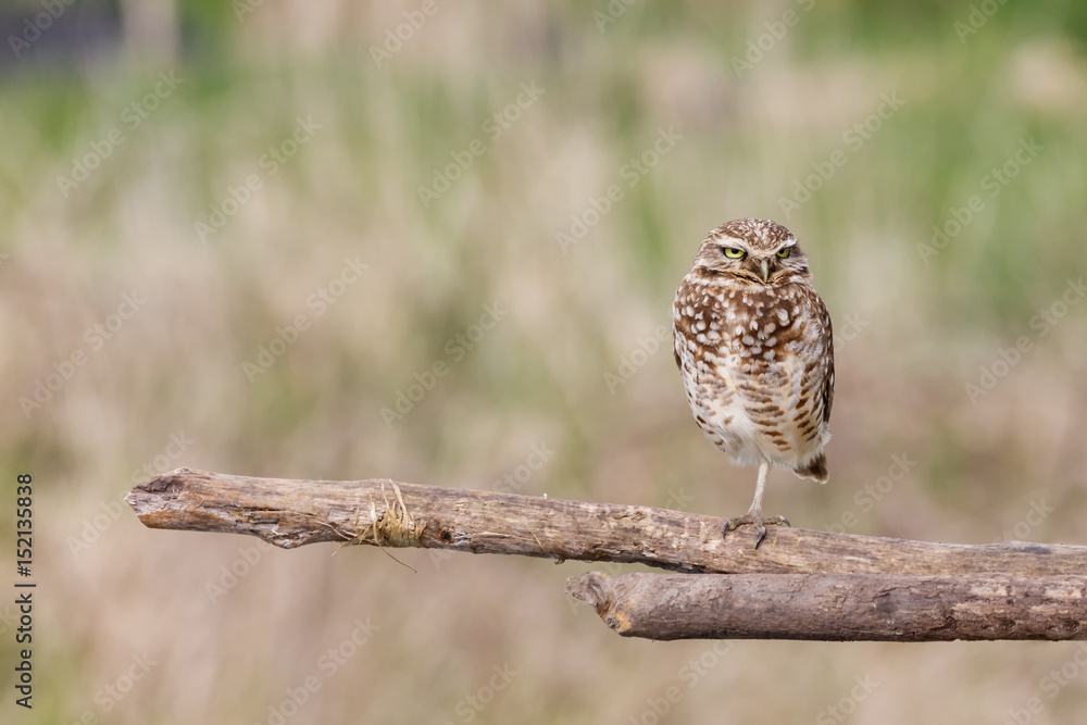 Fototapeta premium adult burrowing owl