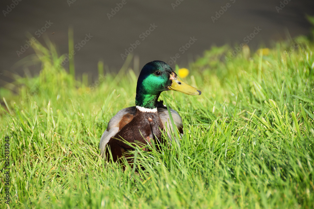 Obraz premium Beautiful duck