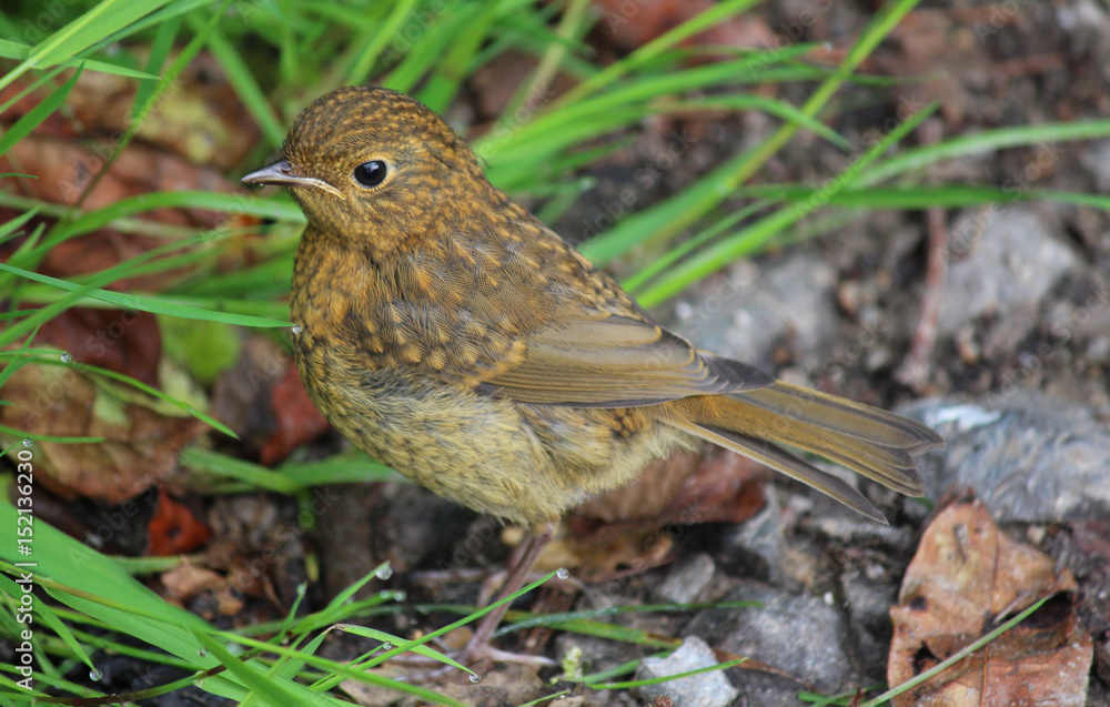 Juvenile robin