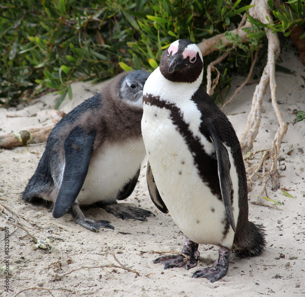 Obraz premium Boulders Beech Penguin