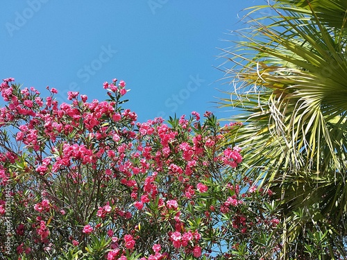 Oleander flowers on blue sky background in Florida nature
