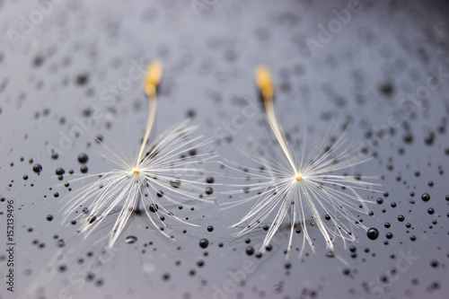 Macro two seeds of dandelion after rain