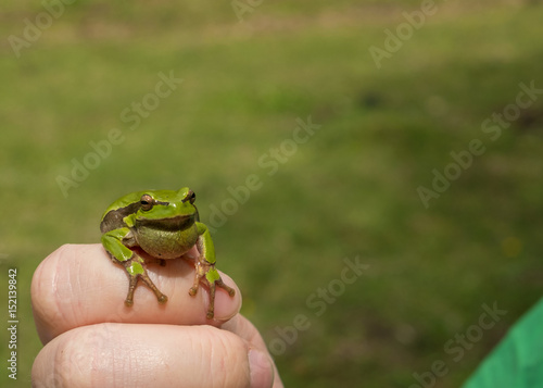 green little frog in children's hands
