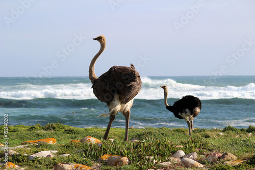 Ostrich at Cape of good hope