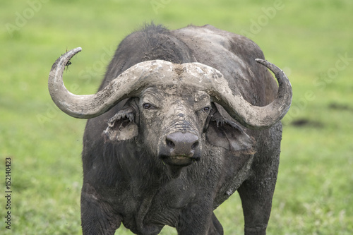 Muddy Cape Buffalo