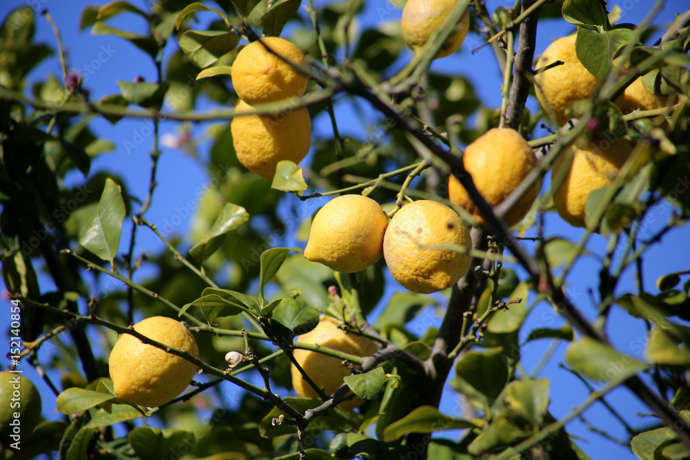 Zitronenbaum mit frischen Früchten, Zitrusfrüchte Zitronenbaum mit frischen Früchten, Zitrusfrüchte