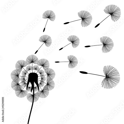 Fototapeta Naklejka Na Ścianę i Meble -  black dandelion seeds wind summer flying fluffy illustration vector