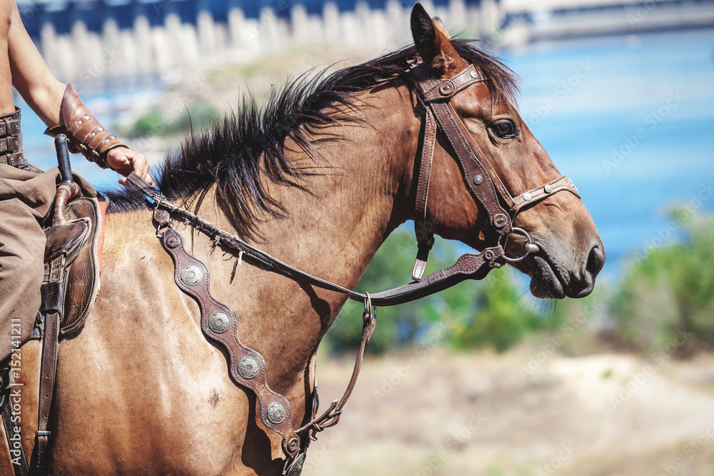 Fototapeta premium Horse and rider's hand on a background of a dam