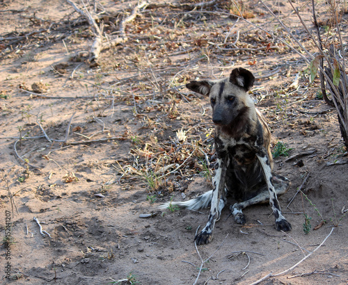 Wild Dog - South Africa