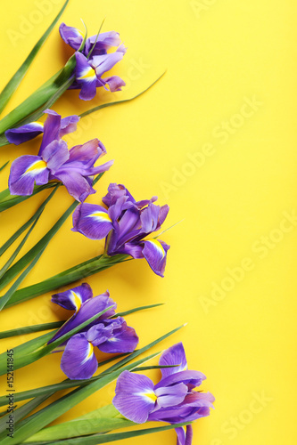 Fototapeta Naklejka Na Ścianę i Meble -  Purple iris flowers on yellow background