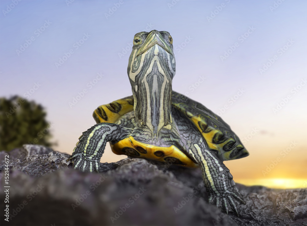 Red-eared slider close-up