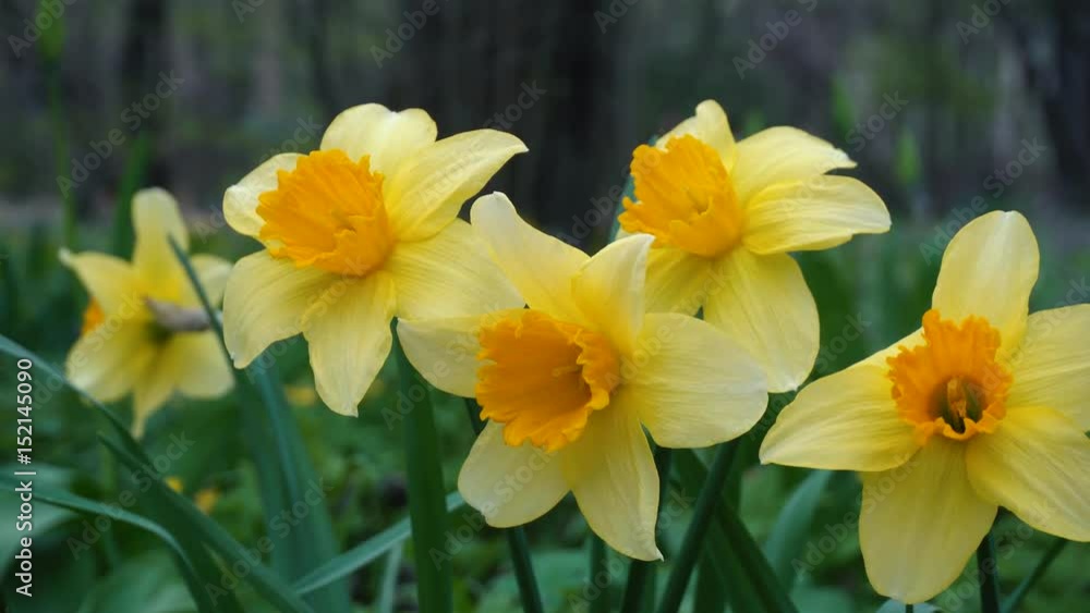 Yellow daffodils in the garden Yellow daffodils in the garden