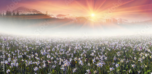 Fototapeta Naklejka Na Ścianę i Meble -  field of wild daffodils in the Carpathians