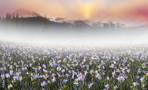 Fototapeta Naklejka Na Ścianę i Meble -  field of wild daffodils in the Carpathians