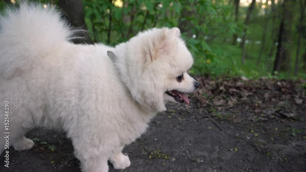 White Pomeranian in the park near the lake White Pomeranian in the park near the lake