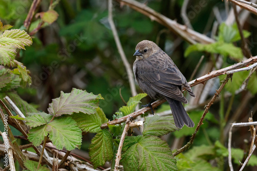 Female Brown headed cowbird