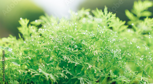 Fresh dill with water drops