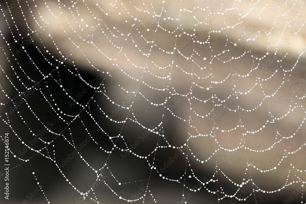 Fototapeta premium Spiderweb with drops, close-up