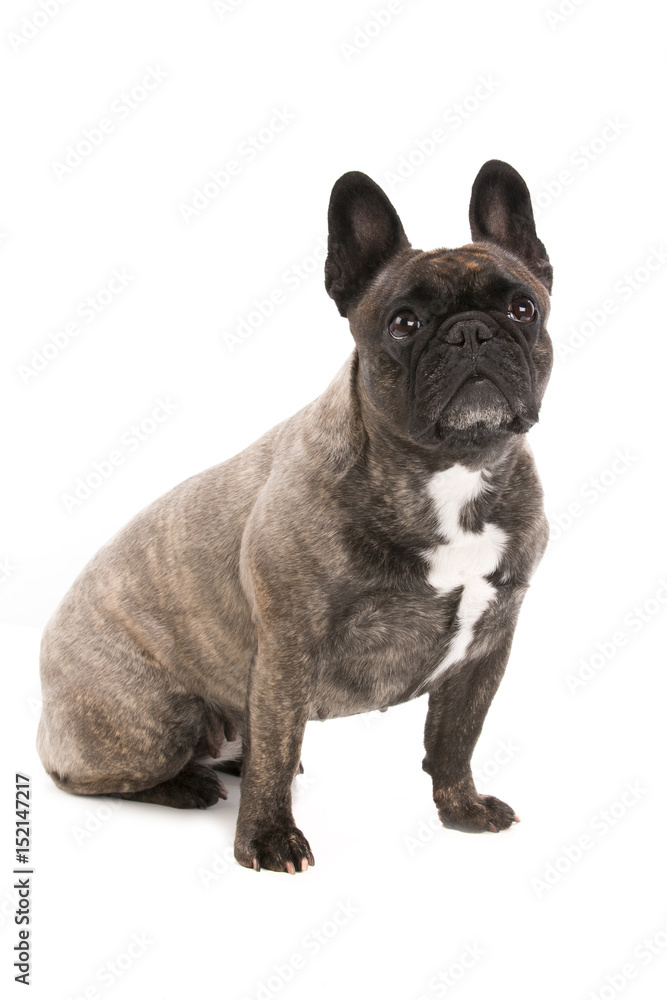 Fototapeta premium Portrait of an adorable French bulldog - studio shot, isolated on white background