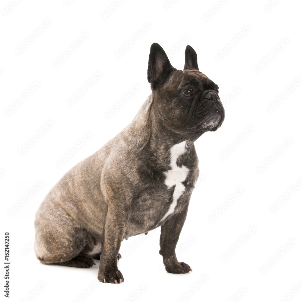 Portrait of an adorable French bulldog - studio shot, isolated on white background