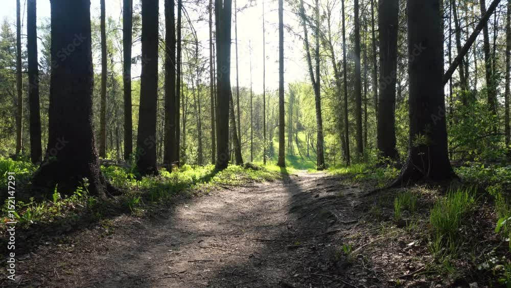 Crowns of trees, control sun. Forest Crowns of trees, control sun. Forest