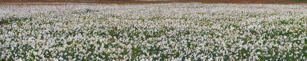 Valley of daffodils, Hust Valley of daffodils, Hust
