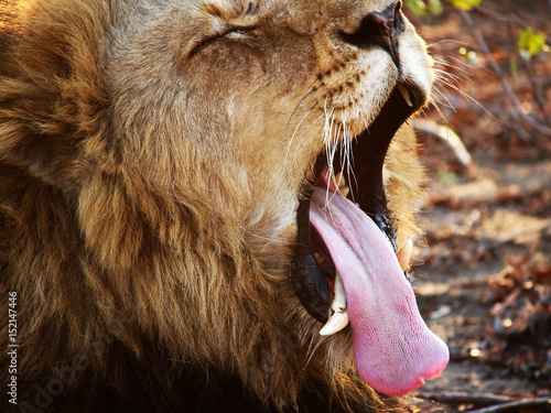 Lion Yawning
