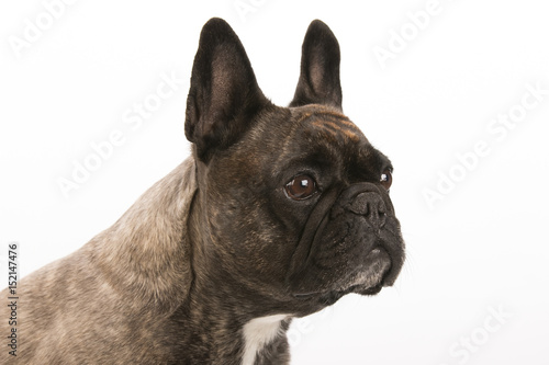 Fototapeta Naklejka Na Ścianę i Meble -  Portrait of an adorable French bulldog - studio shot, isolated on white background