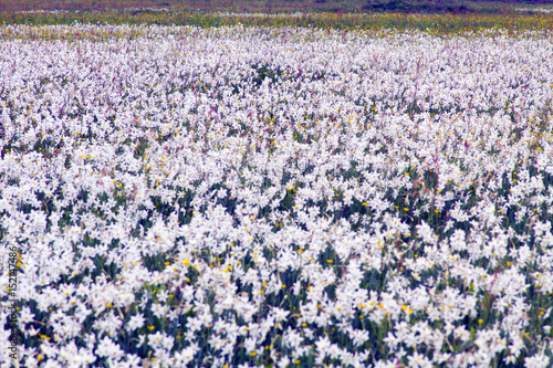 Fototapeta Naklejka Na Ścianę i Meble -  Valley of daffodils, Hust
