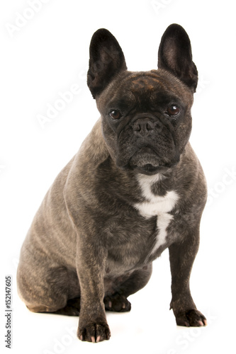Portrait of an adorable French bulldog - studio shot  isolated on white background