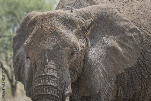 Elephant Closeup  Tarangire
