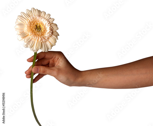 Womans Hand holding daisy flower, isolated on white background