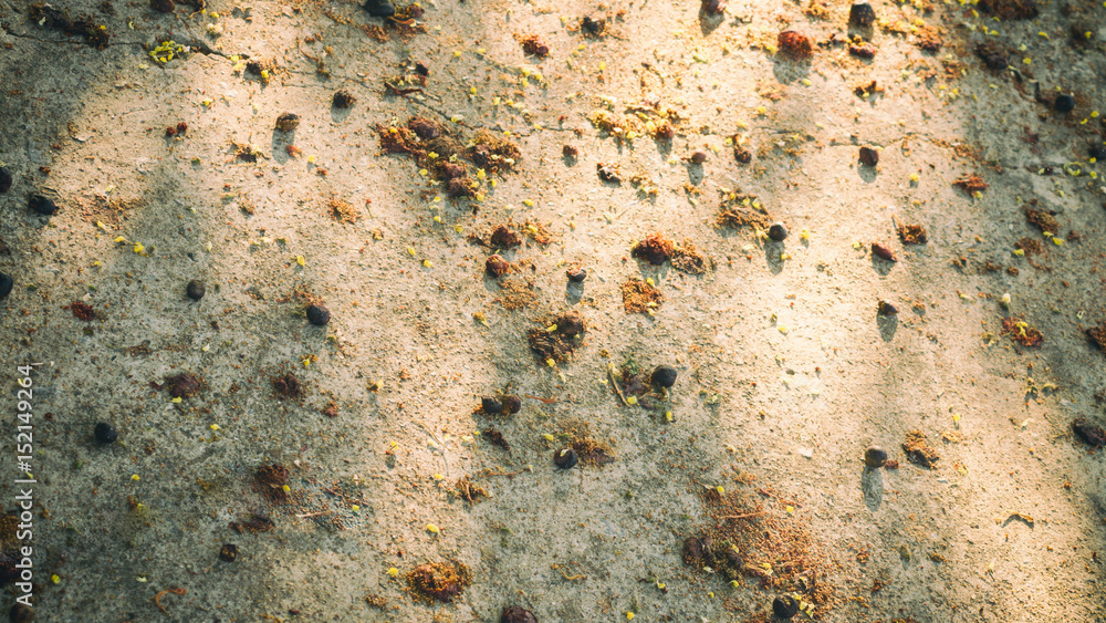 The rotten fruit and flower falls on the floor with sun rays