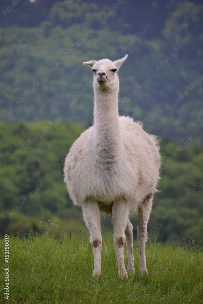 Fototapeta premium Llama