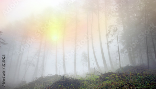 fog mountain green forest